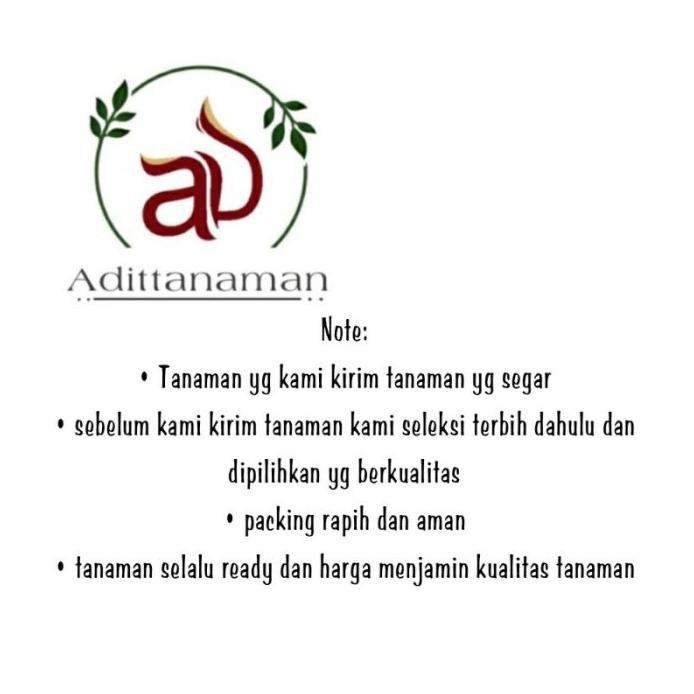 

Terlaris ( Bisa Cod ) Bibit Tanaman Daun Mint / Pohon Daun Mint Tanaman Herbal