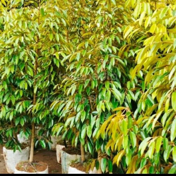 

Terlaris Bibit Durian 2 Meter Dongkelan Cepat Berbuah, Bisa Pilih Varietas