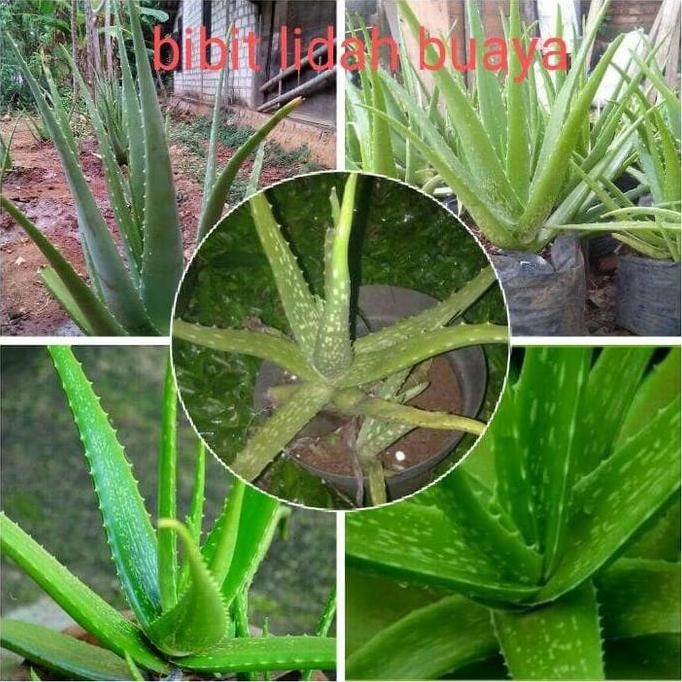 

Terlaris Bibit Lidah Buaya