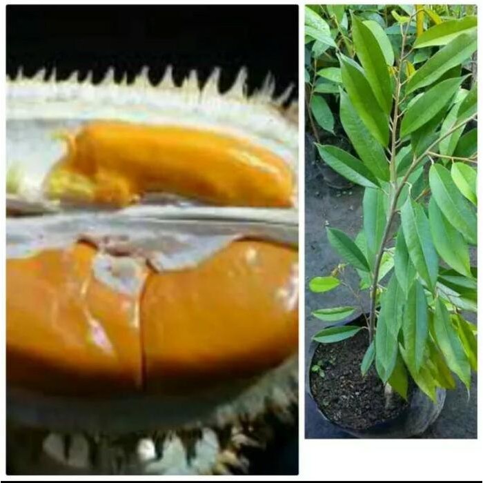 

Terlaris Bibit Durian Tembaga Asli