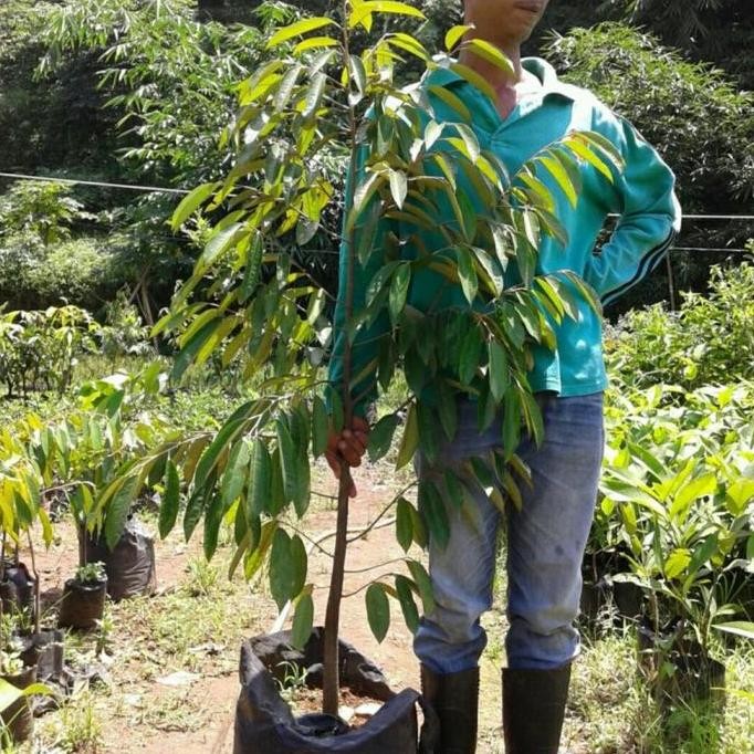 

Terlaris Bibit Durian Musangking Okulasi Tinggi 1,5 Meter - Bibit Durian Unggul