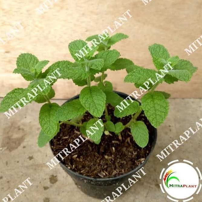 

Terlaris Ready Bibit Tanaman Daun Apple Mint - Tanaman Daun Mint - Tanaman Herbal