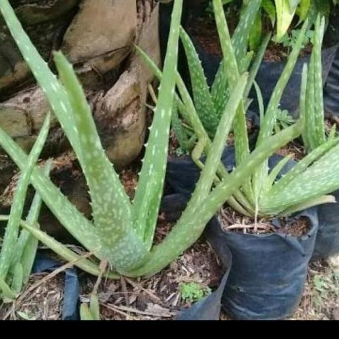 

Terlaris Bibit Lidah Buaya Aloevera / Tanaman Hias Lidah Buaya / Pohon Herbal