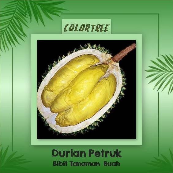 

Terlaris Bibit Tanaman Buah Durian Petruk 60Cm