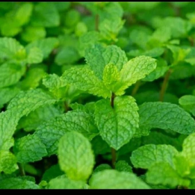 

Terlaris Promo 3 Bibit Tanaman Daun Mint Asli Rimbun Banget