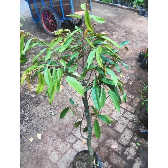 

Terlaris Bibit Durian Batang Besar Tinggi 1Meter Up