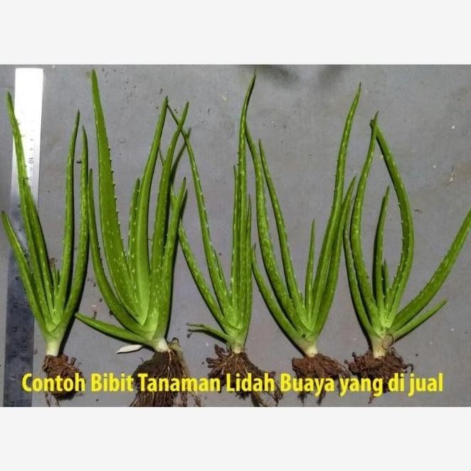 

Terlaris Siap Tanam Bibit Tanaman Lidah Buaya Pontianak Kalimantan Jumbo Besar