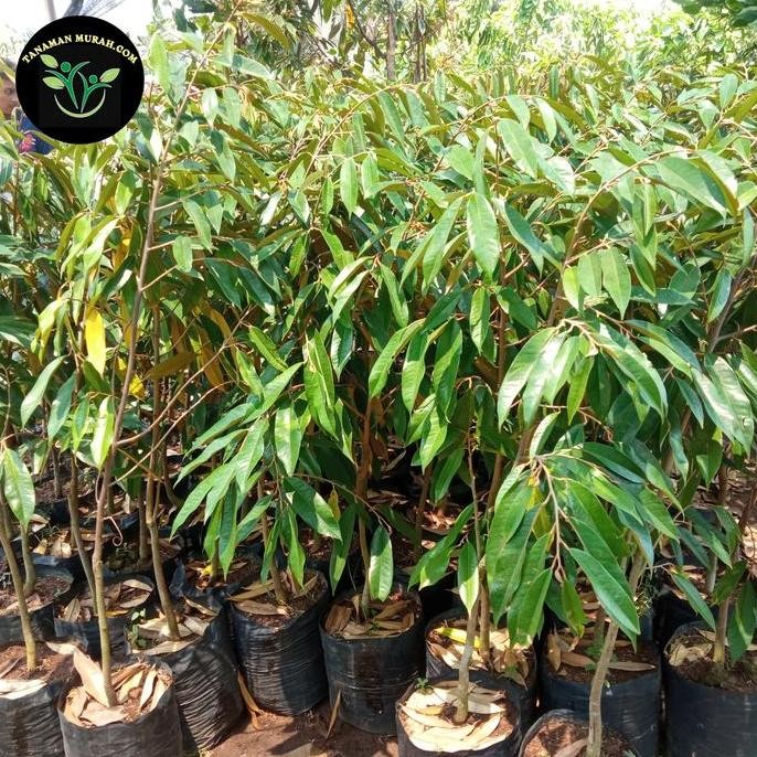

Terlaris Bibit Durian ( Bisa Request Jenis Tinggi 1Meter Up Rimbun)
