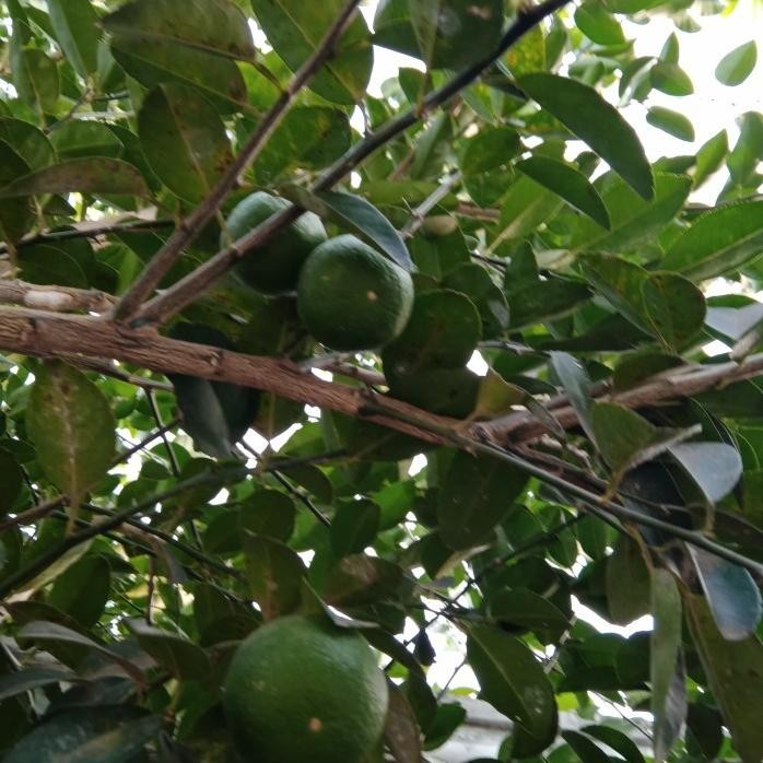 

Terlaris Bibit Jeruk Nipis Super Cepat Berbuah Beli 5 Gratis 1 Kt15