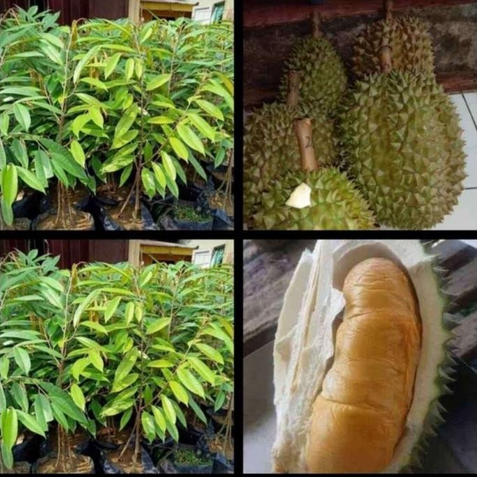 

Terlaris Promo 2 Bibit Buah Durian Musangking Kaki 3 Super Unggul