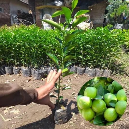 

Terlaris Bibit Tanaman Jeruk Nipis