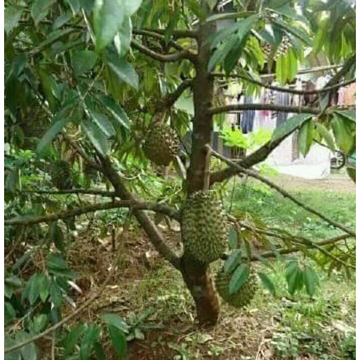 

Terlaris Bibit Tanaman Buah Durian Musang King Kaki 3.. Kualitas Super