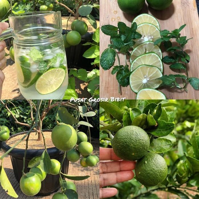 

Terlaris Bibit Jeruk Nipis Jumbo