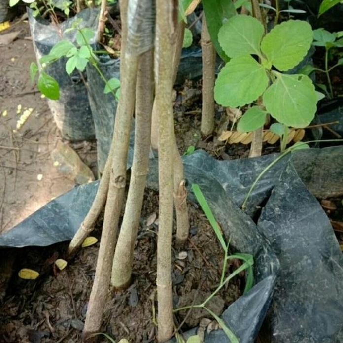 

Terlaris Bibit Buah Durian Cane Kaki 5 Okulasi Asli (Durian Kaki 5 / Lima)