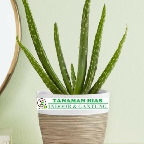

Terlaris Tanaman Hias Indoor Lidah Buaya Mini Bibit Tanaman Super Unggul Asli Original