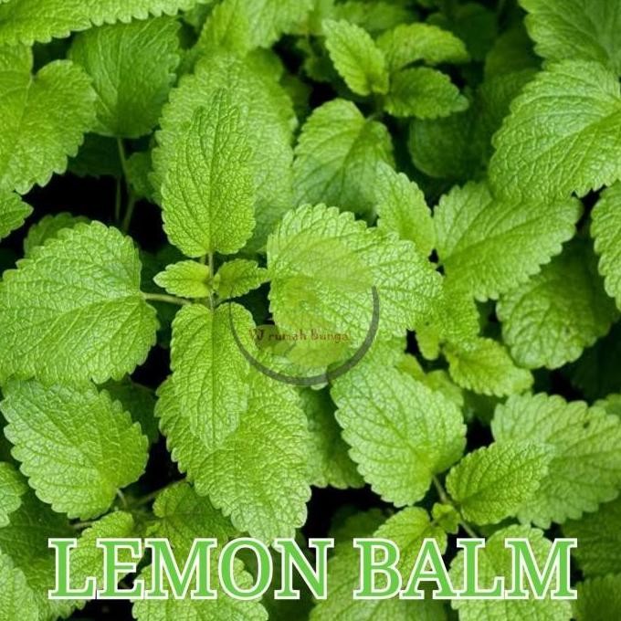 

Terlaris Ankn Benih Bibit Herbal Daun Mint Lemon Balm
