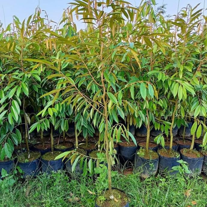 

Terlaris Bibit Durian Musangking Btang Bsar Tinggi 2 Mtr