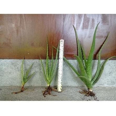 

Terlaris Bibit Anakan Lidah Buaya Jumbo Chinensis Barker Murah Subur