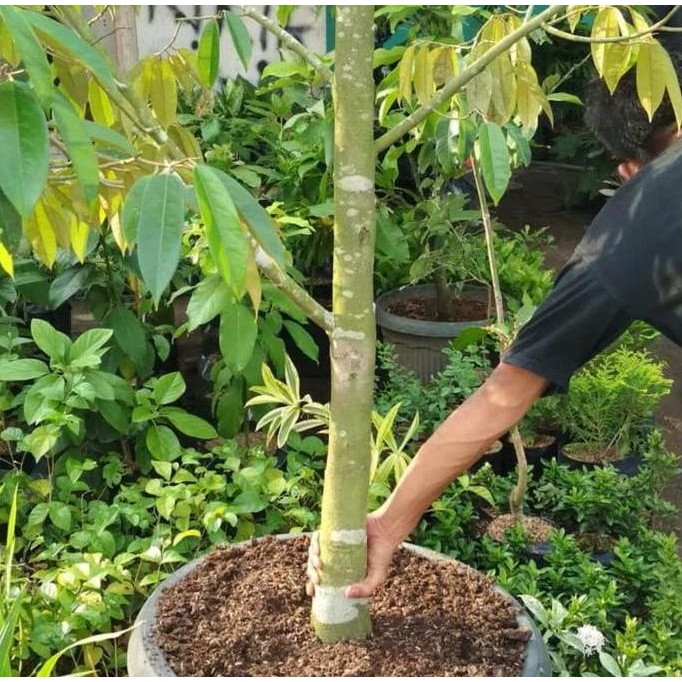 

Terlaris Bibit Pohon Durian Batang Besar Dongkelan Siap Berbunga Dan Berbuah