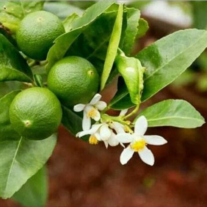 

Terlaris Bibit Tanaman Pohon Buah Jeruk Nipis / Citrus Murah Berkualitas