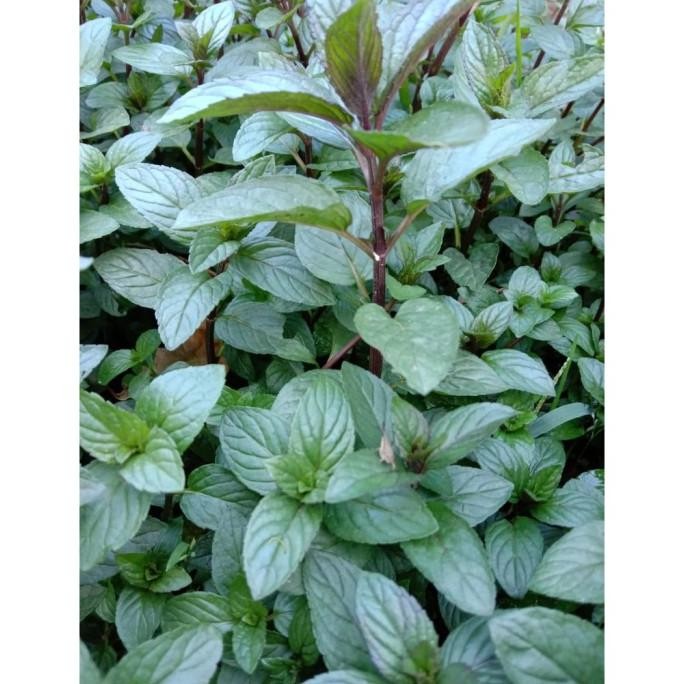 

Terlaris Promo Bibit Mint, Daun Mint, Tanaman Mint, Mentha Piperita, Black