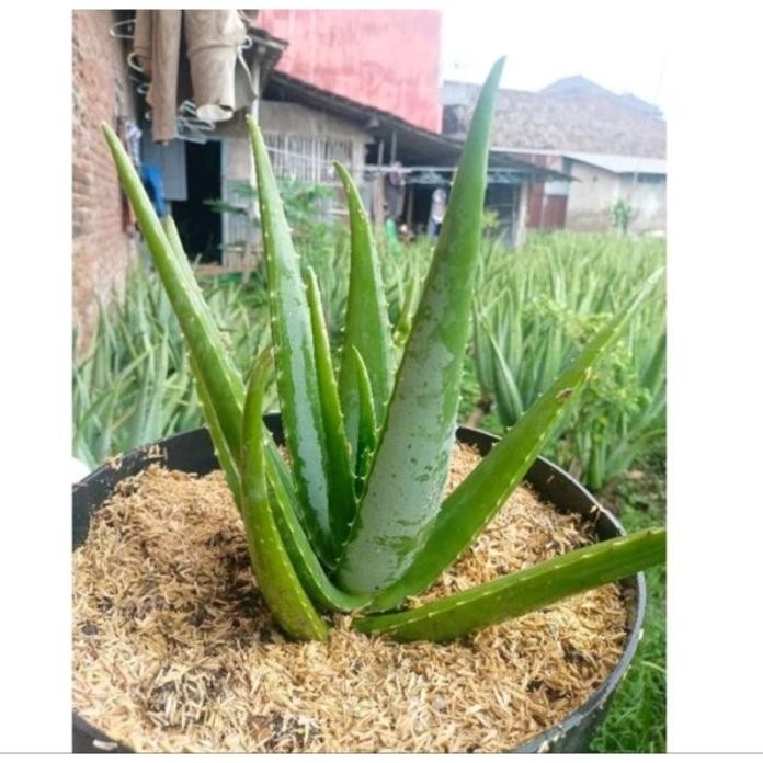 

Terlaris Baru Bibit Lidah Buaya Jumbo Barbadensis