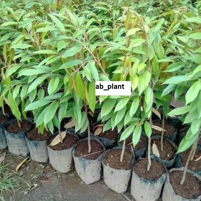 

Terlaris Bibit Durian Chane Super Batang Besar