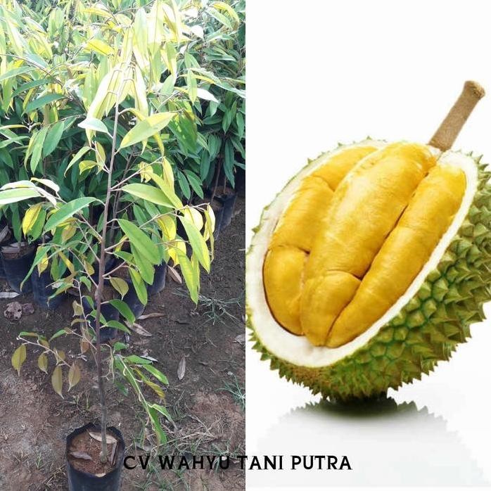

Terlaris Bibit Durian Musang King Terunggul Ukuran 1 Meter Up