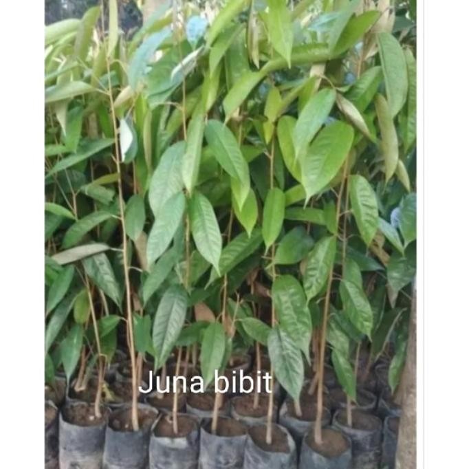 

Terlaris Bibit Durian Musangking Seedling/Seling Unggul (Beli 5 Gratis 1)1Kg