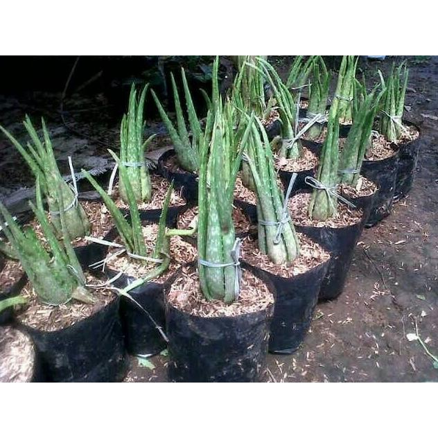

Terlaris Bibit Tanaman Lidah Buaya/Aloe Barbadensis Miller Lzjttm 1661Vg