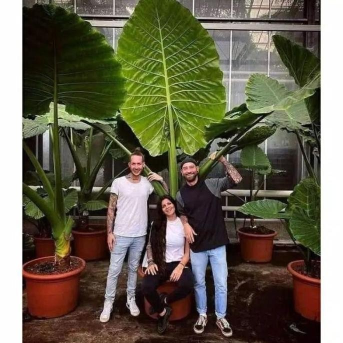 Tanaman Hias SENTE BIG JUMBO RAKSASA Bibit Keladi Talas HOTEL MALL