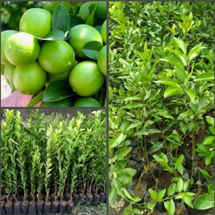 

Terlaris Bibit Pohon Jeruk Nipis Termurah