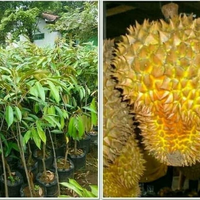 

Terlaris Bibit Durian Kani Asli