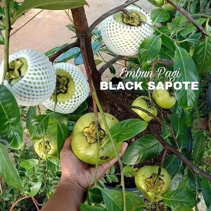 Black Sapote Jumbo Tinggi 1 Setengah Meter Siap Berbuah