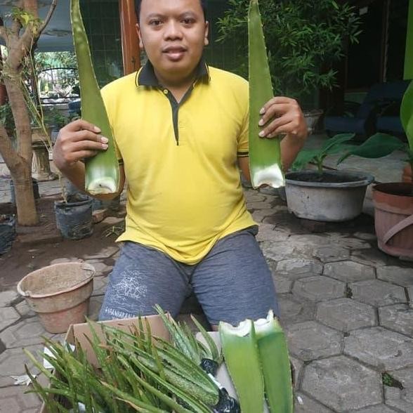

Terlaris Bibit Tanaman Pohon Lidah Buaya Jumbo