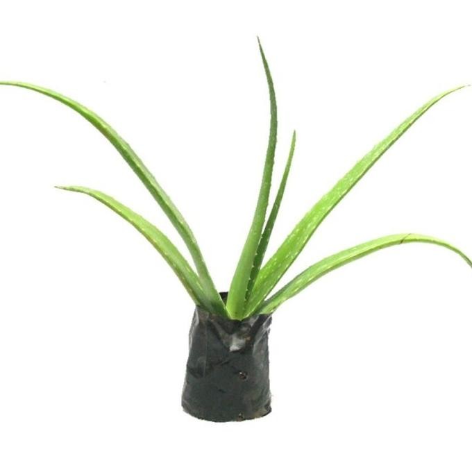 

Terlaris Bibit Bunga Lidah Buaya / Aloe Vera