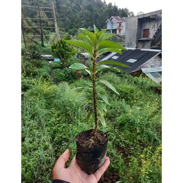 

Terlaris New-Bibit Mint, Daun Mint, Mint Poko, Mentha Arvensis Var. Javanica Bentham