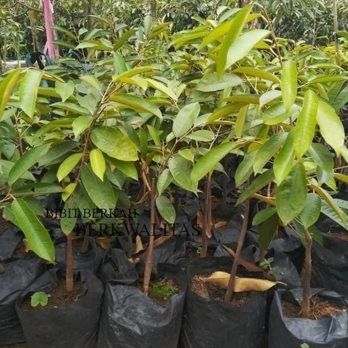 

Terlaris Bibit Durian Montong