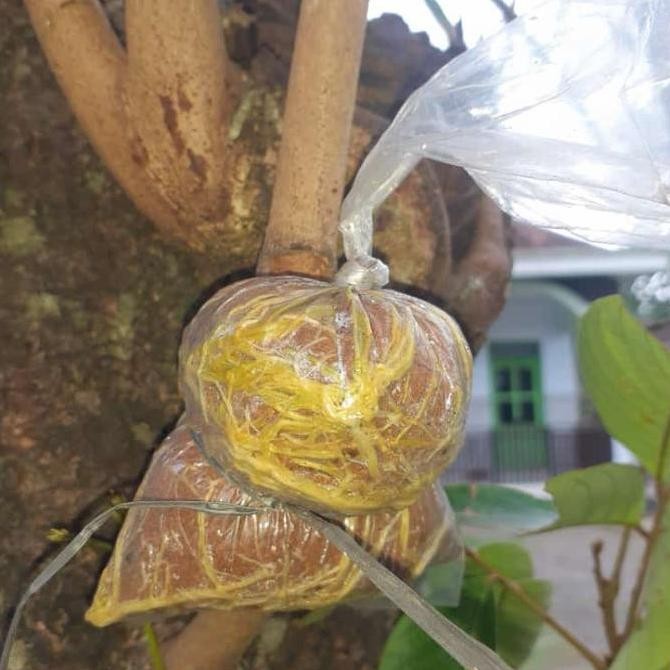 bibit fresh cangkok rambutan rapiah