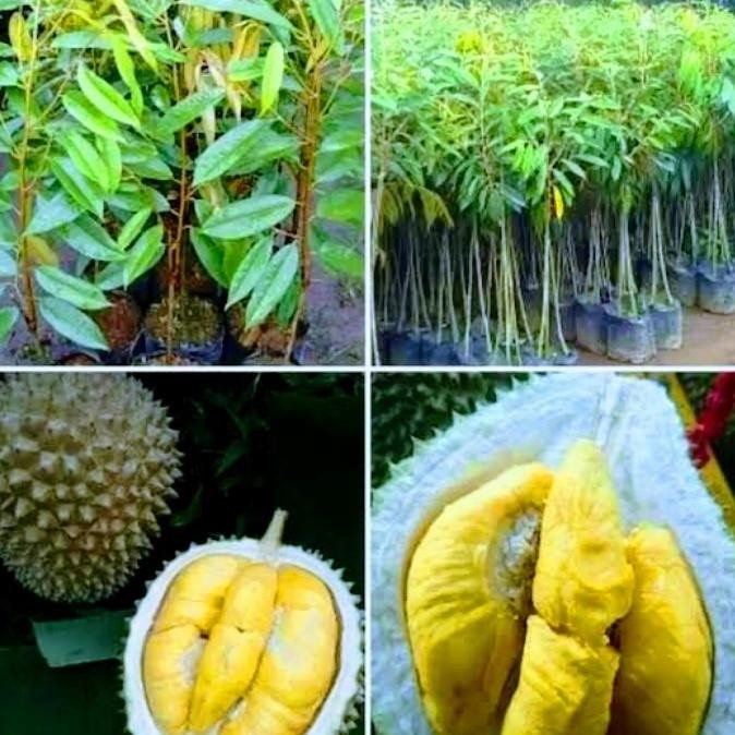 

Terlaris Bibit Tanaman Durian Bawor Kaki 3