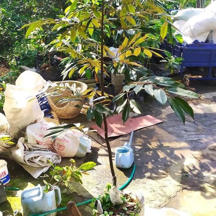 

Terlaris Bibit Durian Bawor Tinggi 1 Meter Batang Besar Super