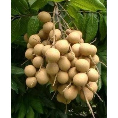 

Terlaris Bibit Pohon Lengkeng Aroma Durian