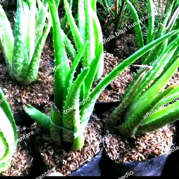 

Terlaris Bibit Tanaman Lidah Buaya Banyak Manfaat