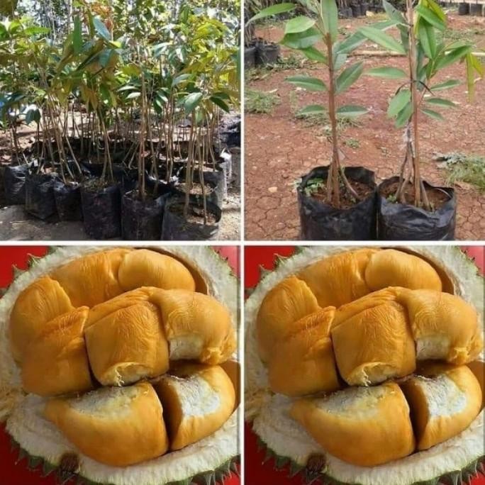 

Terlaris Bibit Durian Duri Hitam Kaki 3