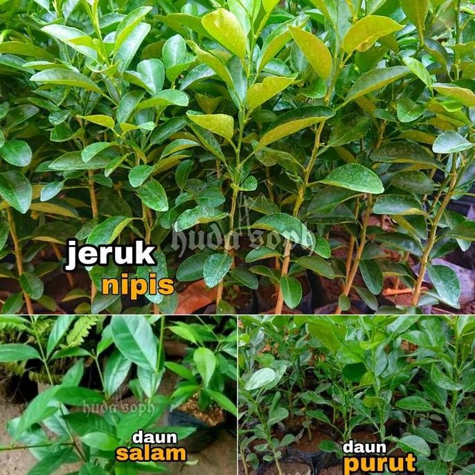 

Terlaris Paket Bibit Jeruk Purut Salam Jeruk Nipis