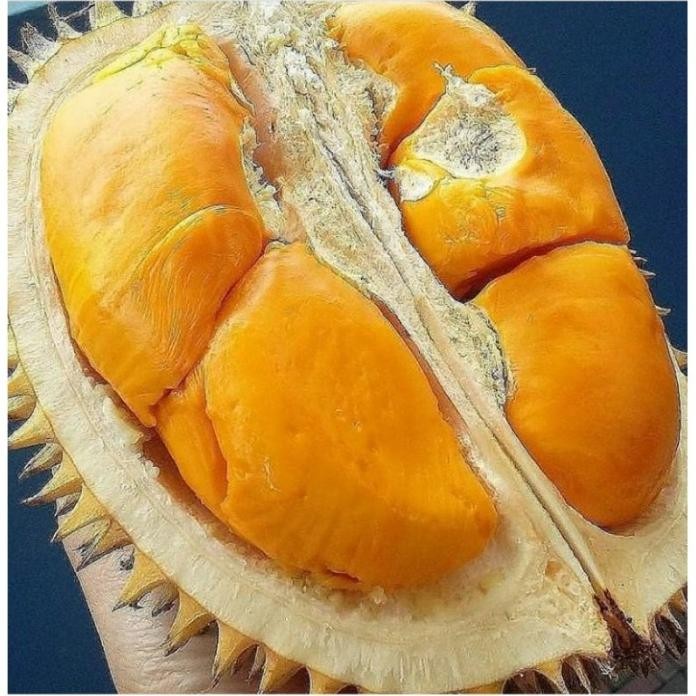 

Terlaris Bibit Tanaman Buah Durian Montong Kaki 3 Okulasi Cepat Berbuah Obraall