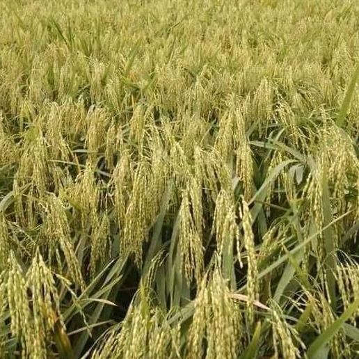 || BANANA / benih padi batuta ub2 unggul ||~~~