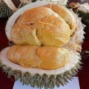 

Terlaris Bibit Tanaman Durian Bawor Kaki 3 Okulasi Cepat Berbuah Termurah