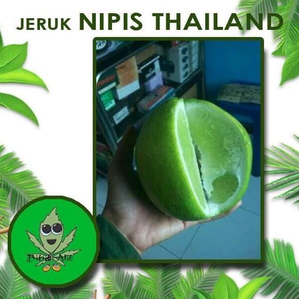 

Terlaris Bibit Jeruk Nipis Jumbo Thailand