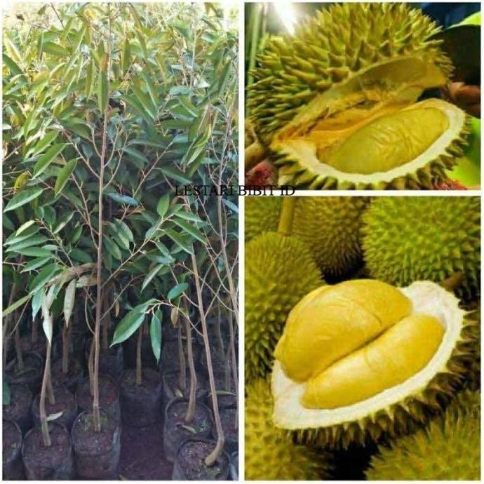 

Terlaris Bibit Tanaman Durian Tekka D160